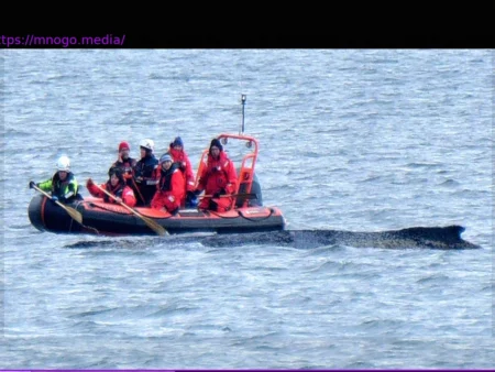 Humpback Whale in Baltic Sea: «This Animal Strands Because It Is Sick, Exhausted, and Dying»