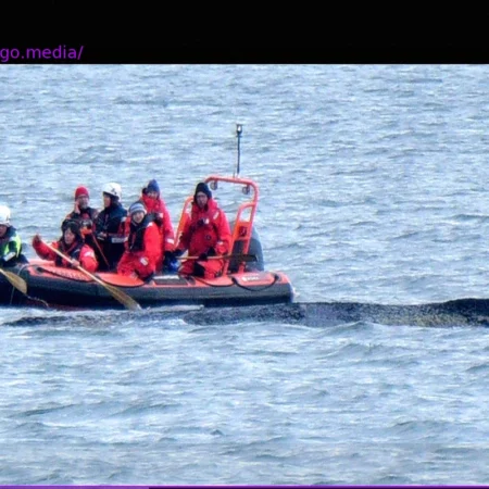 Humpback Whale in Baltic Sea: «This Animal Strands Because It Is Sick, Exhausted, and Dying»