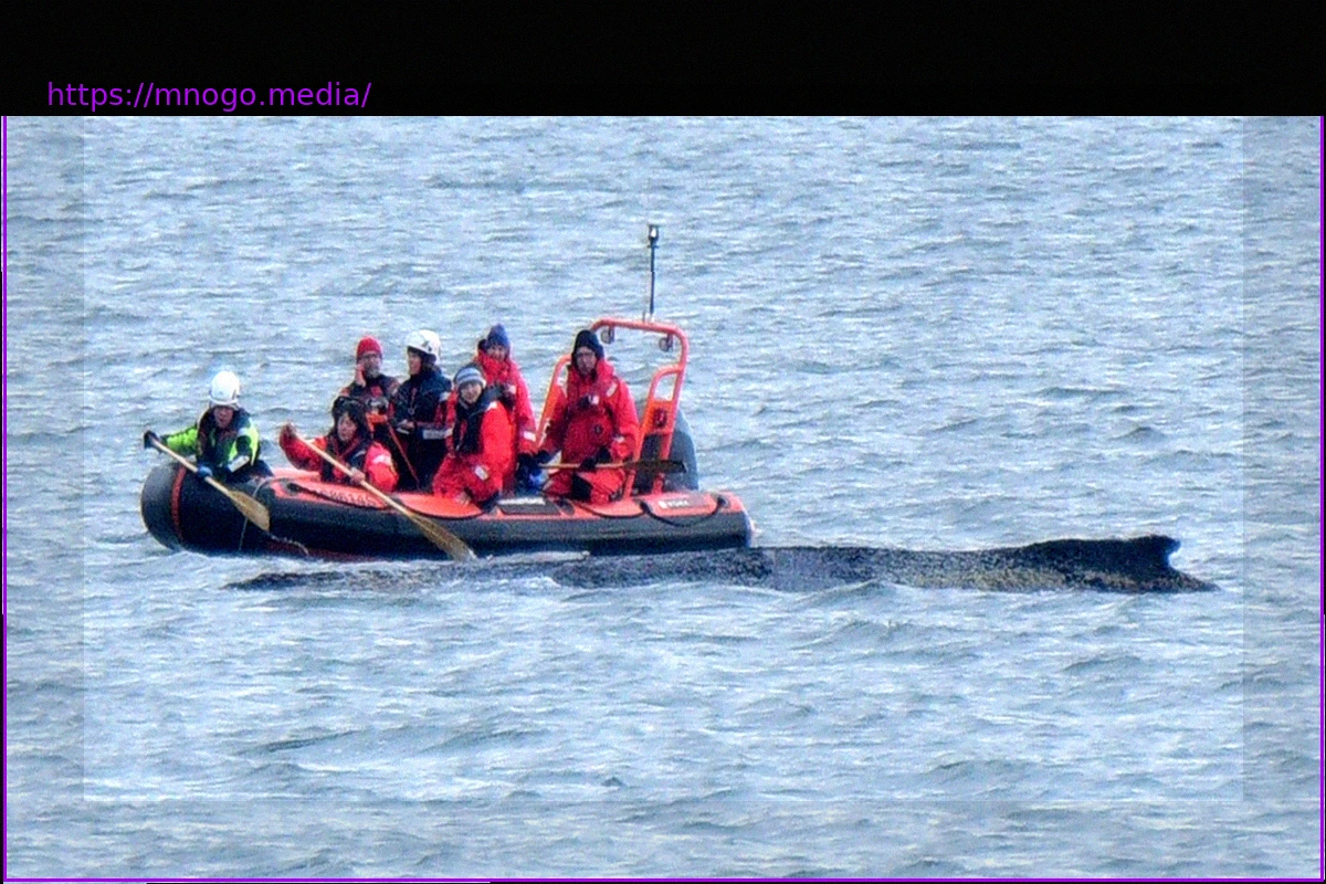 Preview Humpback Whale in Baltic Sea: «This Animal Strands Because It Is Sick, Exhausted, and Dying»