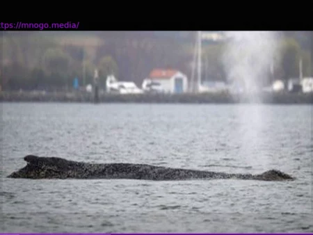 Whale Freed from Sandbank in Wismar Bay, Mecklenburg-Vorpommern, Swims Again