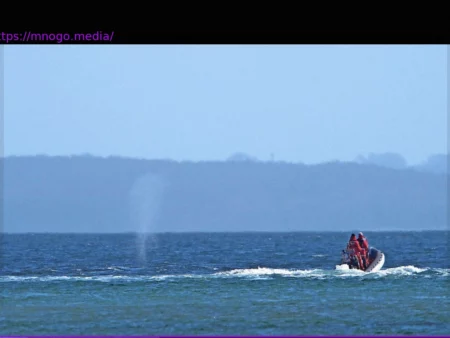 Humpback Whale Escapes Stranding Near Timmendorfer Strand; Experts Weigh in on Its Future
