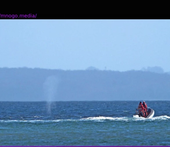 Humpback Whale Escapes Stranding Near Timmendorfer Strand; Experts Weigh in on Its Future