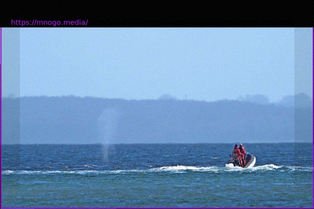 Preview Humpback Whale Escapes Stranding Near Timmendorfer Strand; Experts Weigh in on Its Future