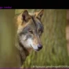 Wolf Attacks Woman in Hamburg City Center