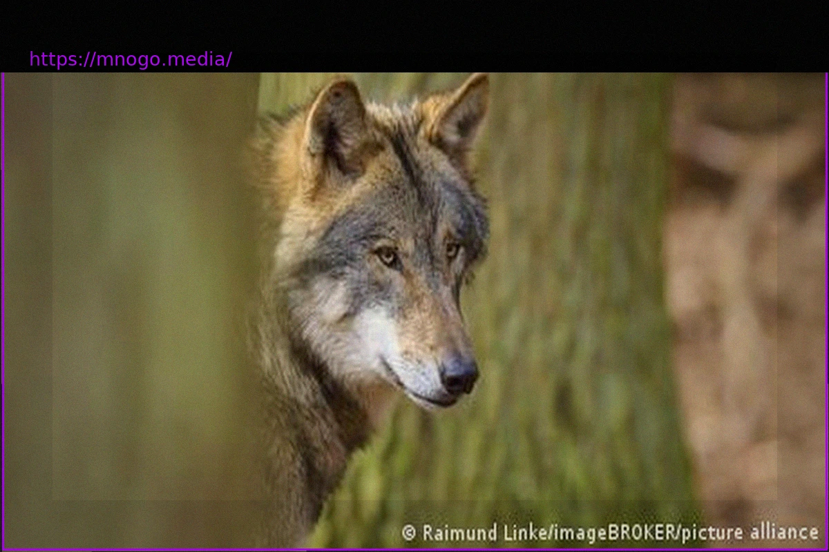 Preview Wolf Attacks Woman in Hamburg City Center