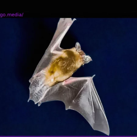 Conservation Law: No Hierarchy Among Species, From Bats to Wolves and Cormorants