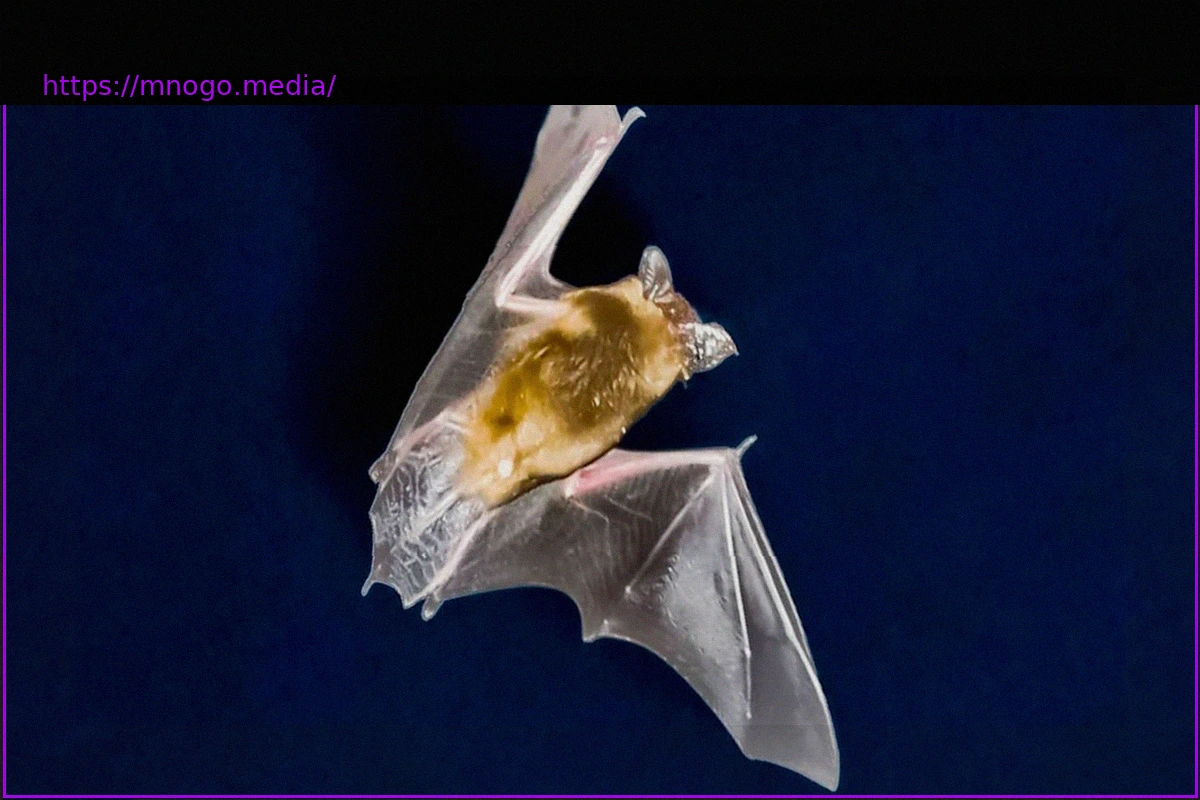 Preview Conservation Law: No Hierarchy Among Species, From Bats to Wolves and Cormorants