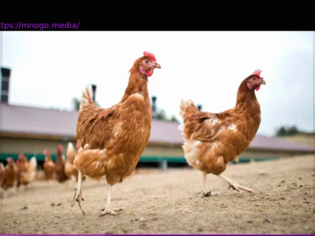 Truly Regional Eggs: Where Do Laying Hens Really Come From?