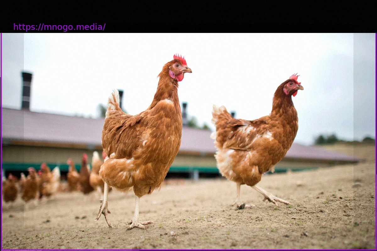 Preview Truly Regional Eggs: Where Do Laying Hens Really Come From?