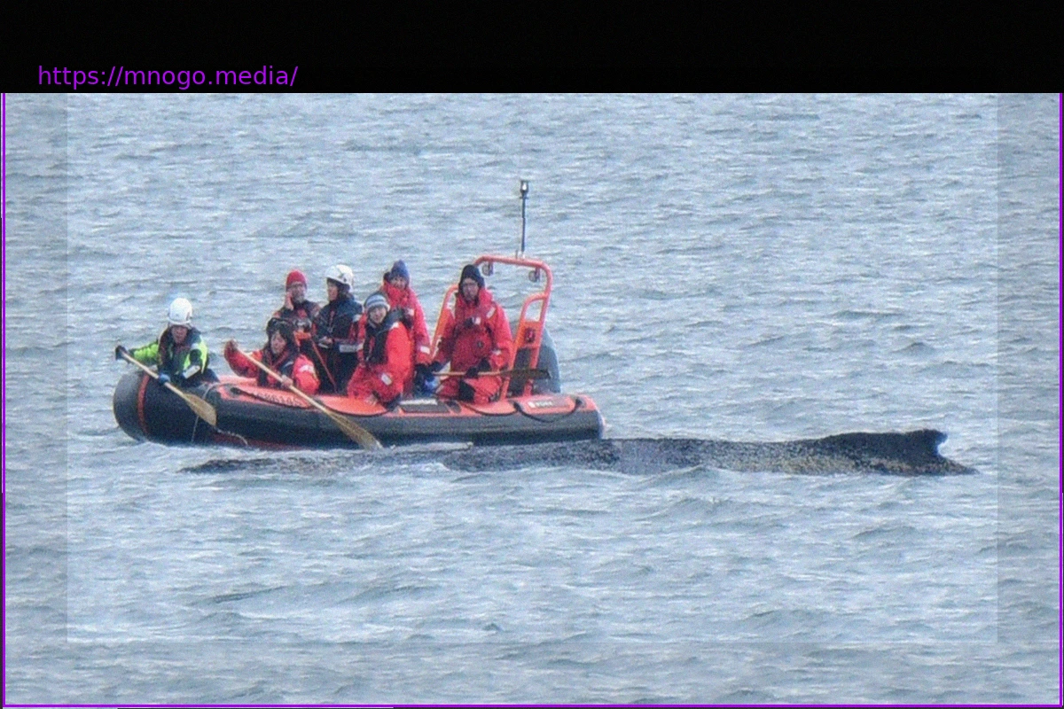 Preview Humpback Whale in Baltic Sea: Expert Raises Alarm Over Animal’s Health, Citing Illness and Exhaustion