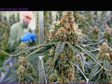 Cannabis Legalization: A Contested Impact