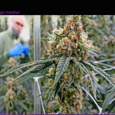 Cannabis Legalization: A Contested Impact