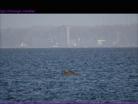 Buckelwal in der Ostsee erneut gestrandet: Dramatische Wende in der Wismarbucht