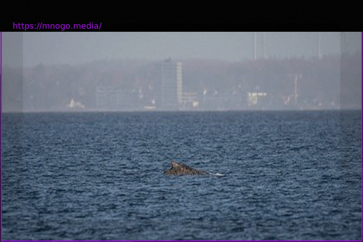 Preview Buckelwal in der Ostsee erneut gestrandet: Dramatische Wende in der Wismarbucht