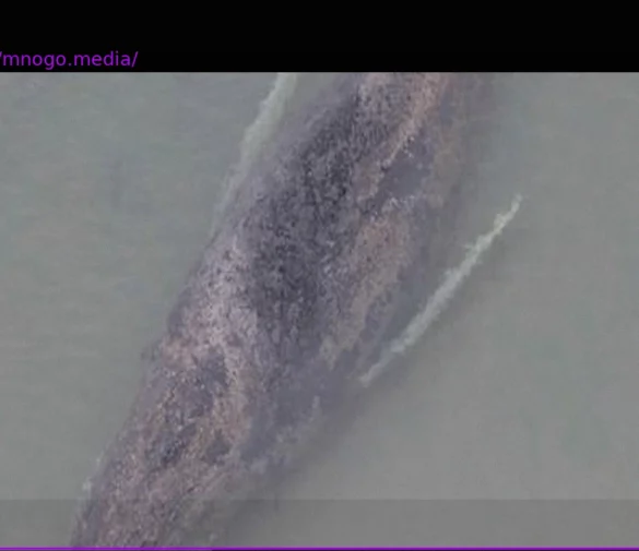 Dramatic Rescue: Young Humpback Whale Stranded at Timmendorfer Strand