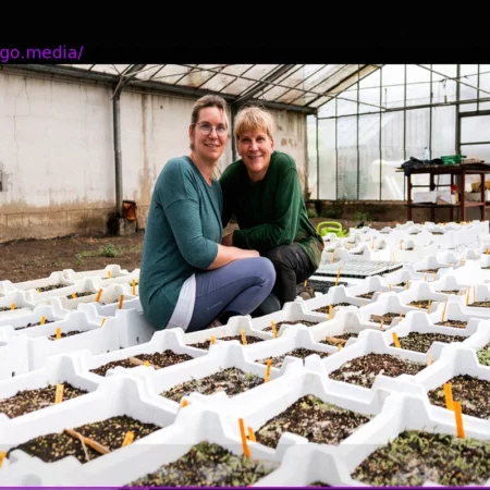 Frankfurt Tomato Expert Reveals Top 3 Mistakes in Home Cultivation