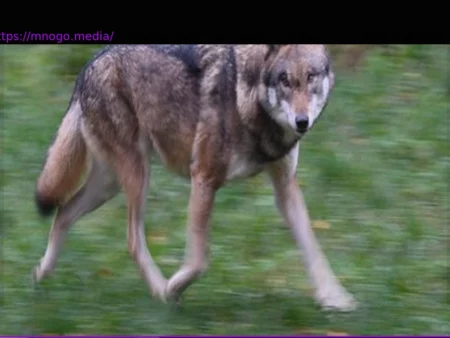 Wolf Spotted in Hamburg: Authorities Confirm Sighting in Blankenese and Othmarschen