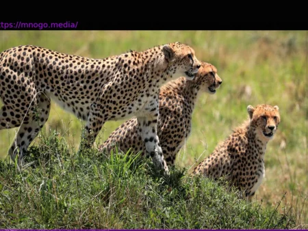 UN Nations Agree to Stricter Conservation Measures for 40 Migratory Animal Species