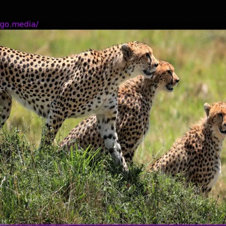 UN Nations Agree to Stricter Conservation Measures for 40 Migratory Animal Species