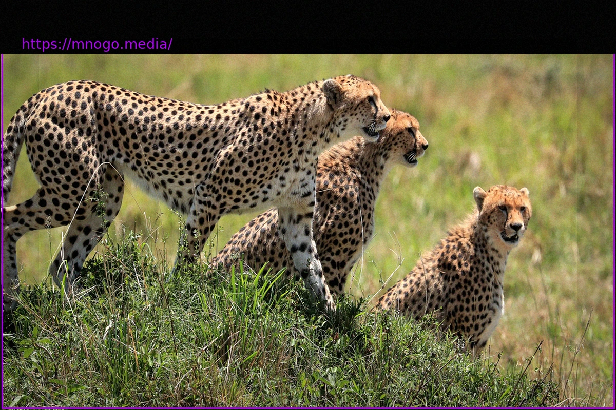Preview UN Nations Agree to Stricter Conservation Measures for 40 Migratory Animal Species