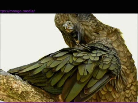 Восхождение благодаря интеллекту: Преодоление препятствий, которые делают сильнее