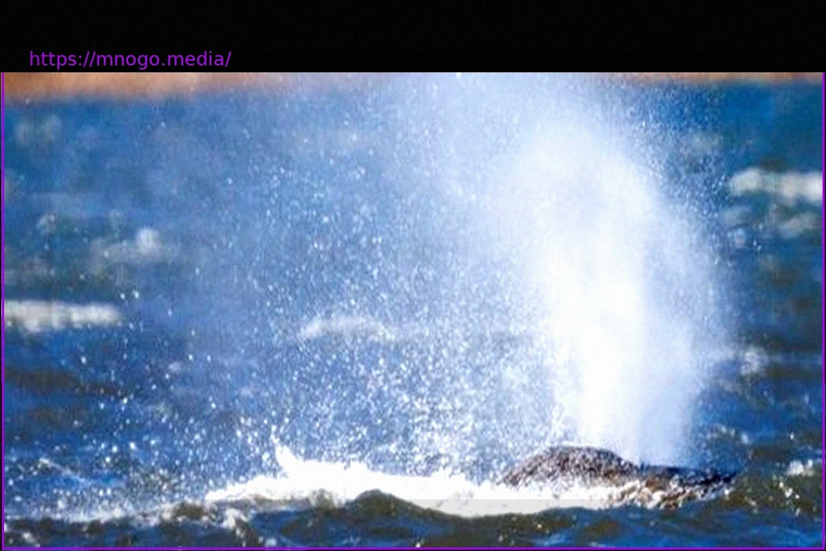 Preview Gestrandeter Wal in der Ostsee: Medienpsychologe erklärt den Hype