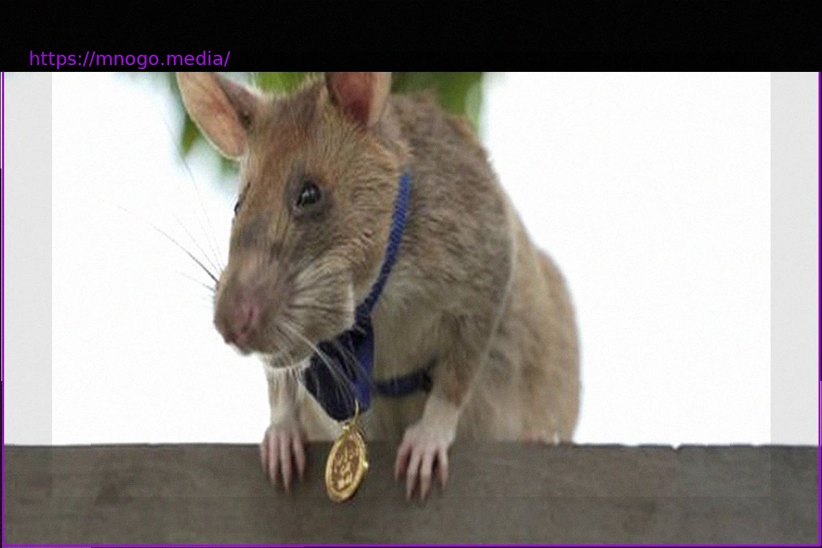 Preview Kambodscha: Landminen-Spürratte Magawa bekommt ein Denkmal