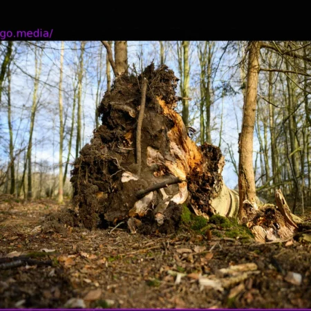Fatal Tree Collapse: Ash Tree Slated for Felling, Expert Warns Even Healthy Trees Can Fall