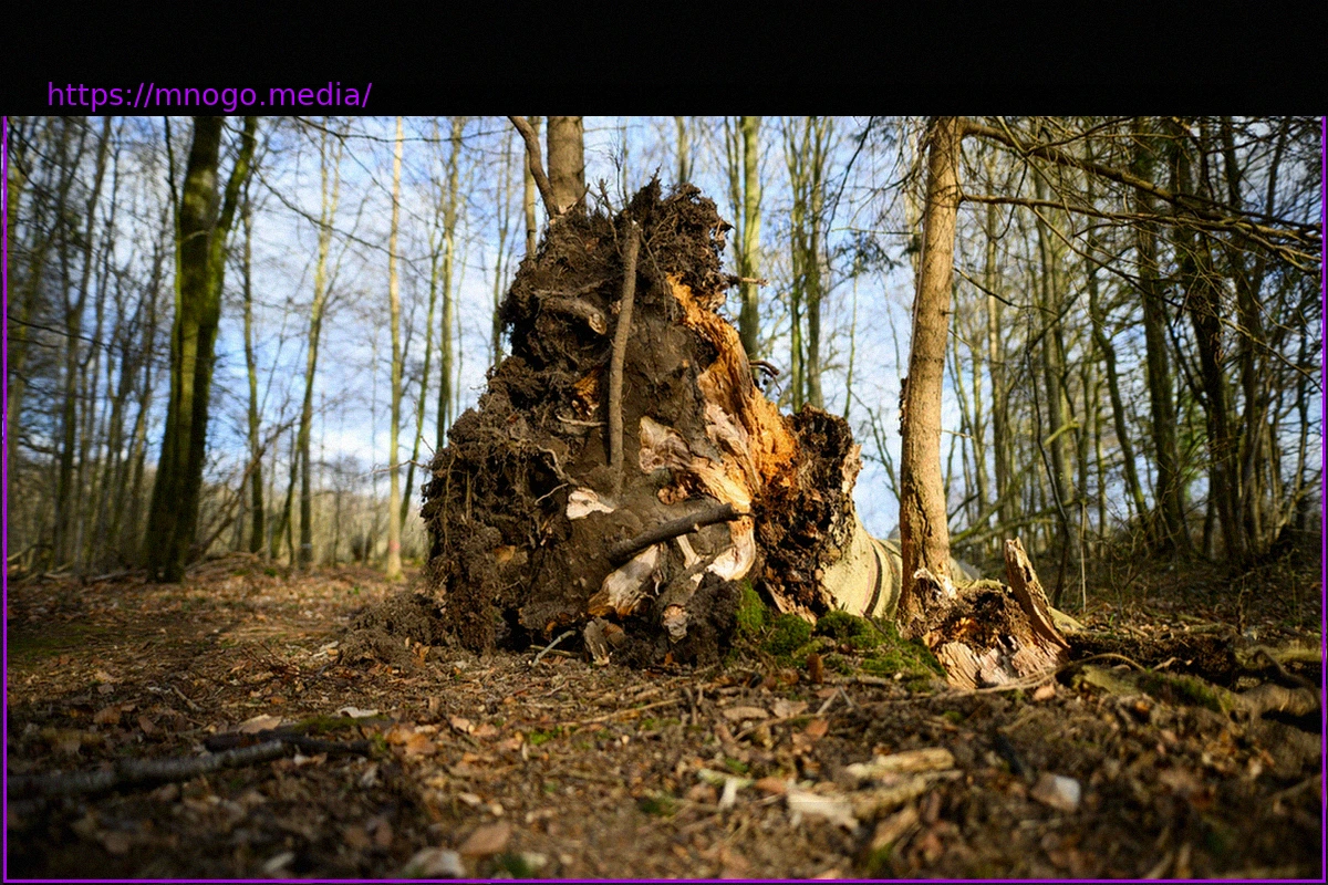 Preview Fatal Tree Collapse: Ash Tree Slated for Felling, Expert Warns Even Healthy Trees Can Fall