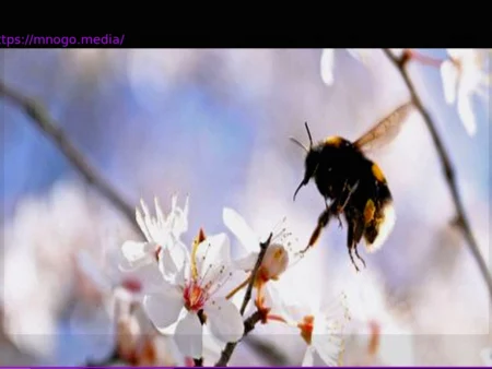 Spring in the Countryside: Let’s Be Bumblebees!