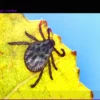 Tick Bites: 24 Deaths in 2024 from TBE or Lyme Disease