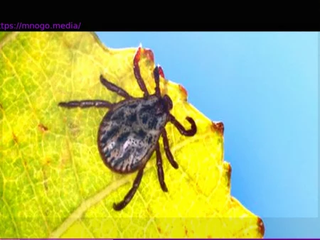 Tick Bites: 24 Deaths in 2024 from TBE or Lyme Disease