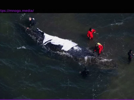 Активисты за китов: Пусть кит умрет