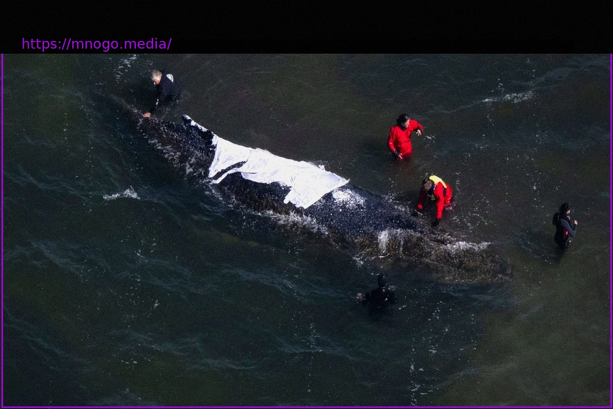 Preview Активисты за китов: Пусть кит умрет