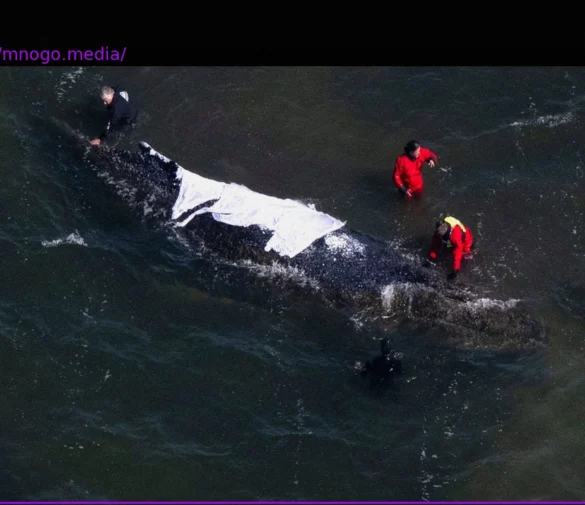 Активисты за китов: Пусть кит умрет