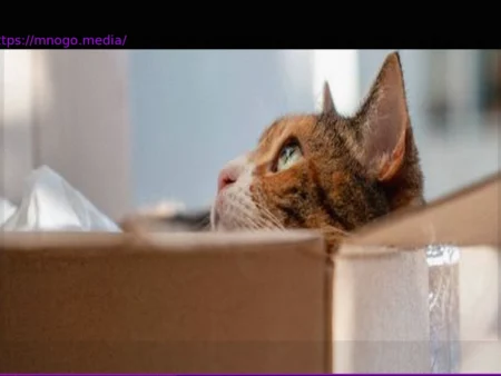 Austria: Man Convicted for Attempting to Mail Cat
