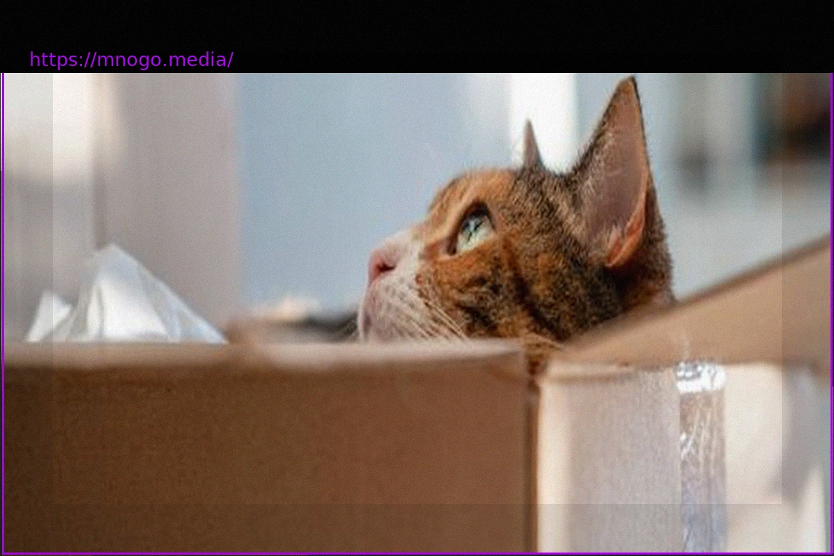 Preview Austria: Man Convicted for Attempting to Mail Cat