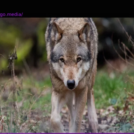Our Relationship with Animals: Whales and Wolves Unveil Our Estrangement from Nature