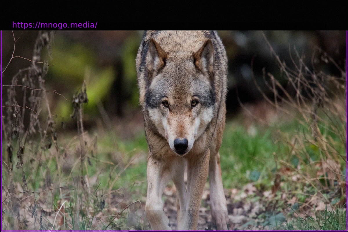 Preview Our Relationship with Animals: Whales and Wolves Unveil Our Estrangement from Nature