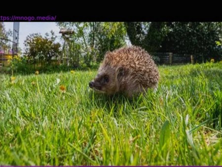 Mähroboter: Städtetag fordert Nachtfahrverbot zum Schutz von Kleintieren