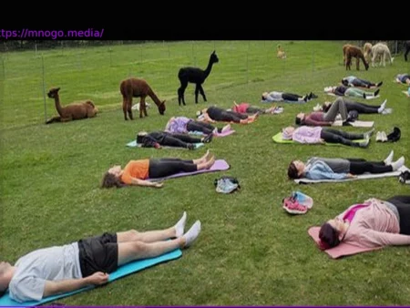 The Alpaca Hype: Between Commercialization and Animal Welfare