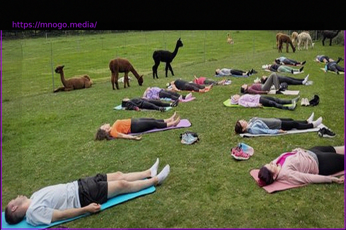 Preview The Alpaca Hype: Between Commercialization and Animal Welfare