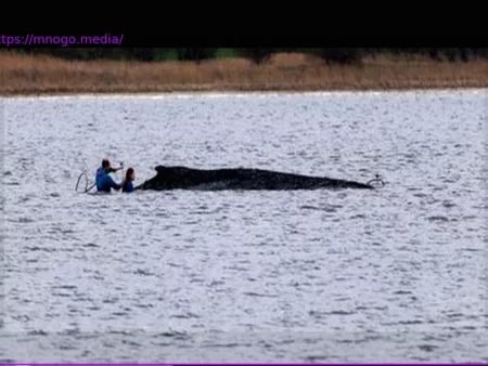 Ostsee-Walrettung: Minister Backhaus verurteilt Morddrohungen gegen Helfer