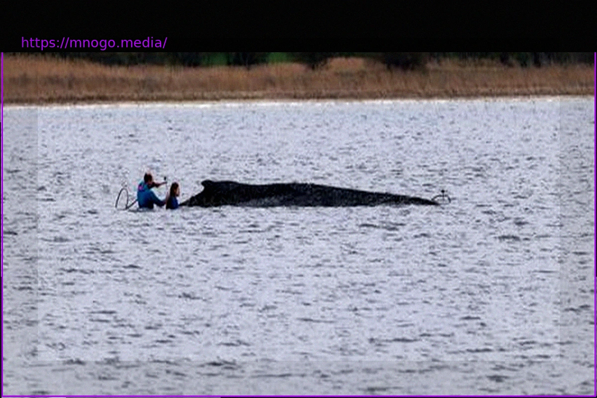 Preview Ostsee-Walrettung: Minister Backhaus verurteilt Morddrohungen gegen Helfer