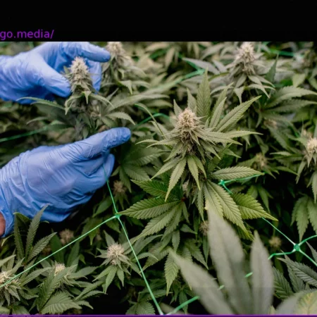 Germany’s Cannabis Legalization: World’s Largest Legal Market & Impact Report