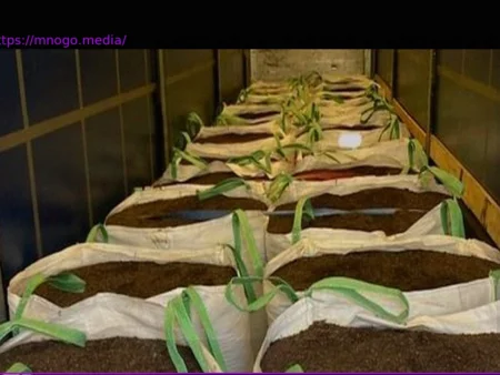 France: Customs Seizes One Ton of Cocaine Hidden in Potting Soil Truck