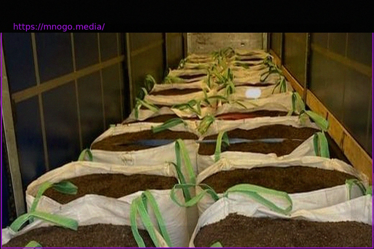 Preview France: Customs Seizes One Ton of Cocaine Hidden in Potting Soil Truck