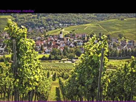 Südbaden: Gibt es Weinanbau ohne Alkohol?