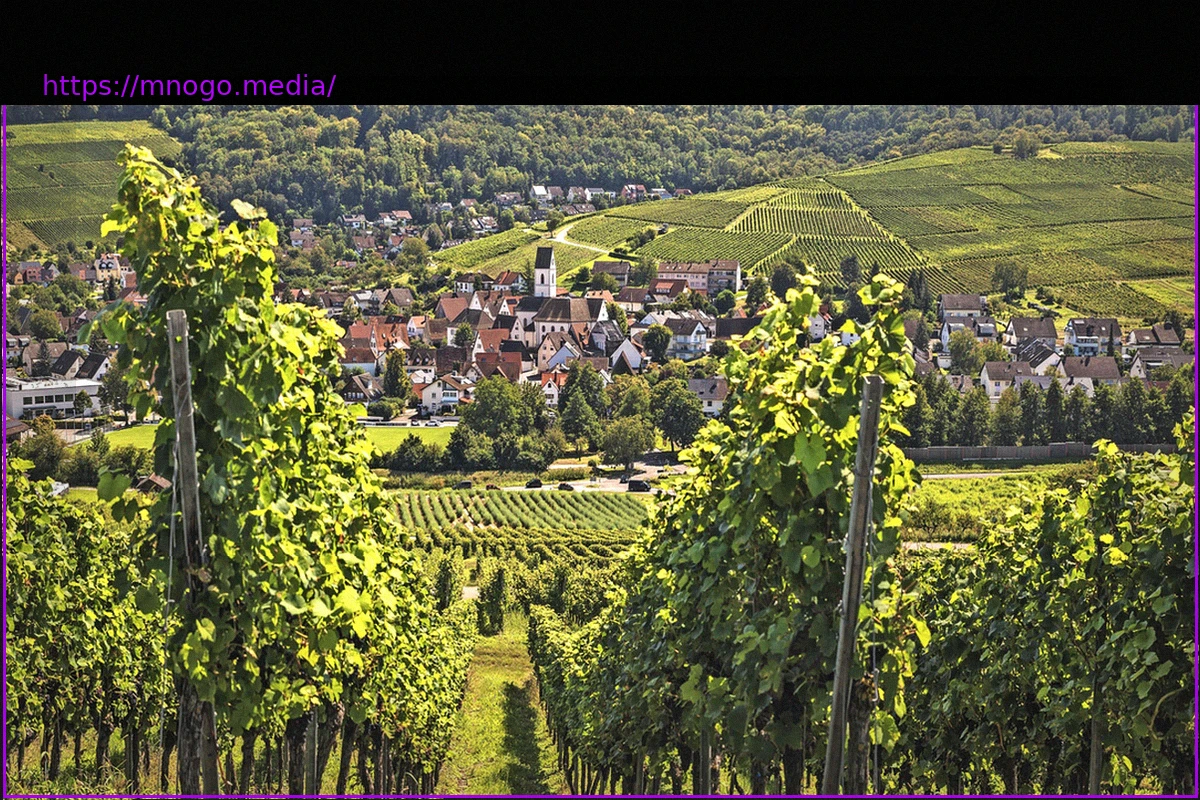 Preview Südbaden: Gibt es Weinanbau ohne Alkohol?