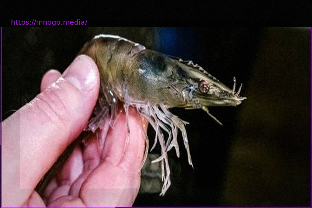 Preview Aldi Announces Higher Animal Welfare Standards for Shrimp